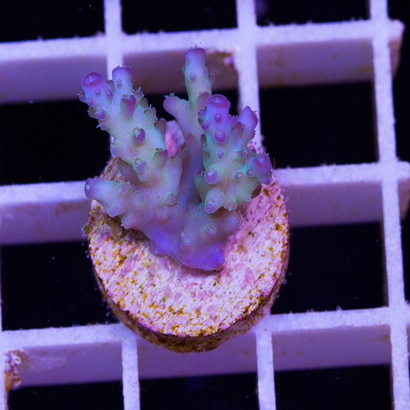 newcorals665b - Massive CC Acro Update! 100+ Frags and Colonies!