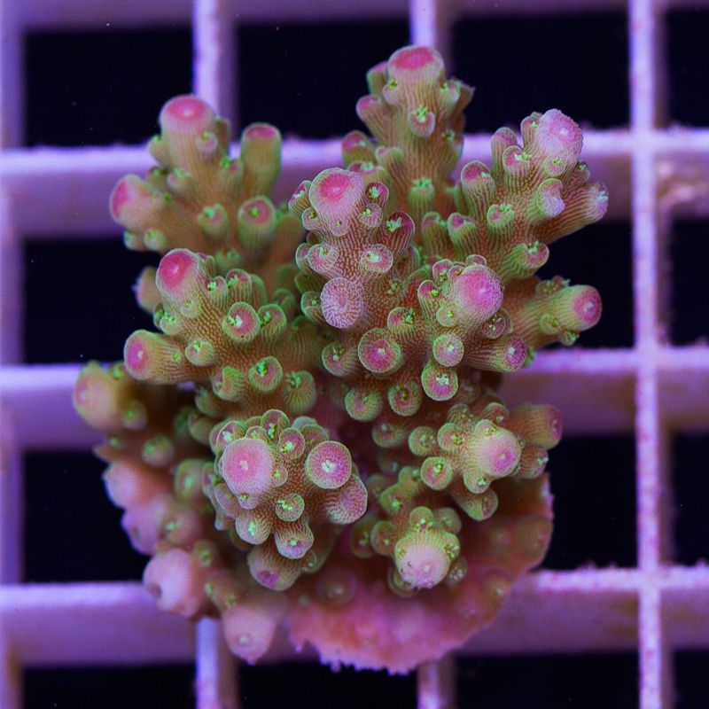newcorals673b - Massive CC Acro Update! 100+ Frags and Colonies!