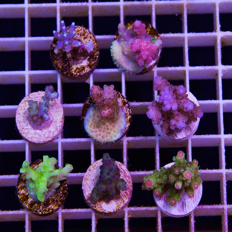 newcorals674b - Free Ship ACRO Frag Packs!!