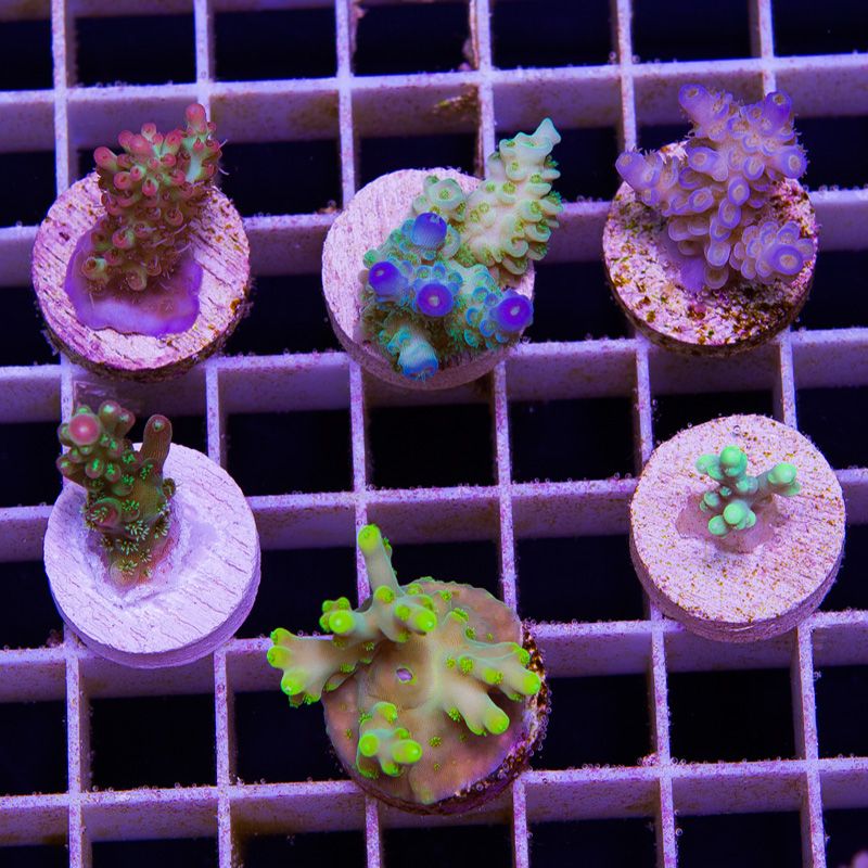 newcorals675b - Free Ship ACRO Frag Packs!!