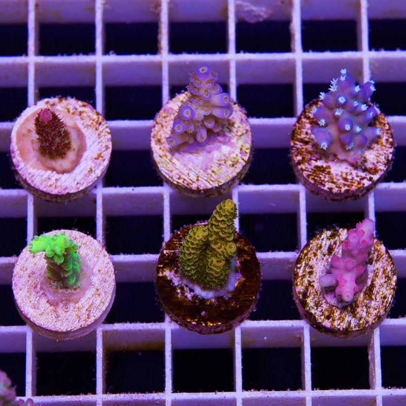 newcorals676b - Free Ship ACRO Frag Packs!!
