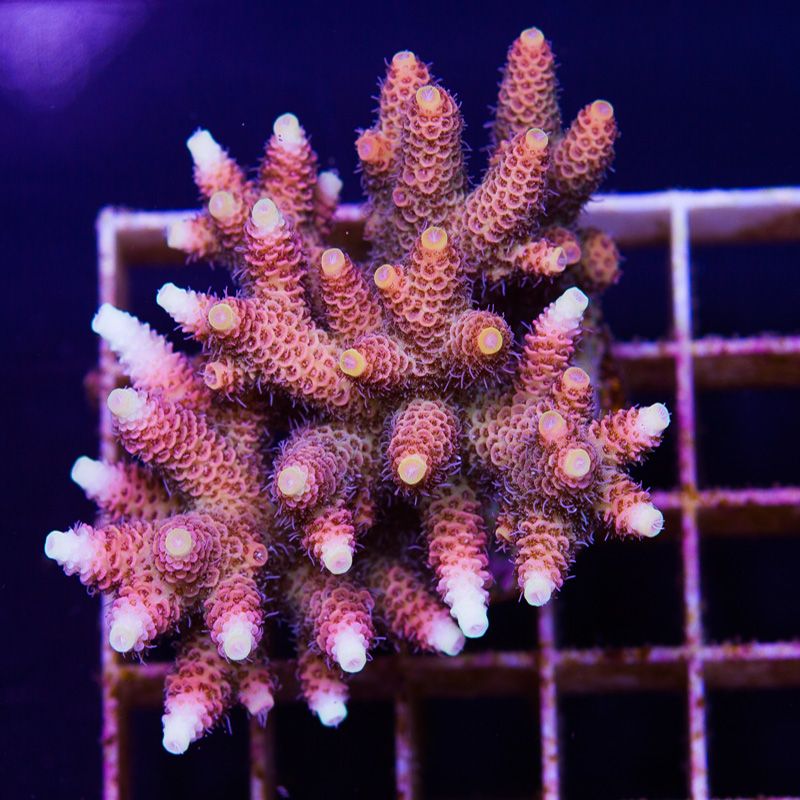 newcorals679b - Massive CC Acro Update! 100+ Frags and Colonies!