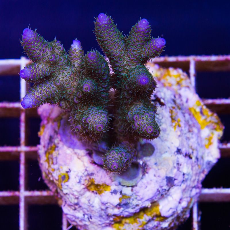 newcorals680b - Massive CC Acro Update! 100+ Frags and Colonies!