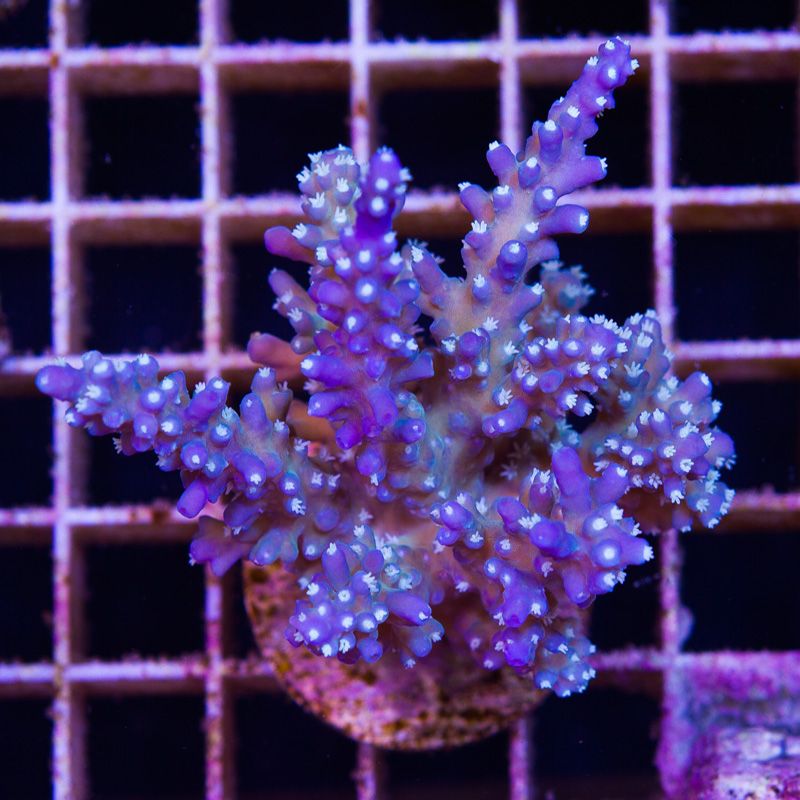 newcorals682b - Massive CC Acro Update! 100+ Frags and Colonies!