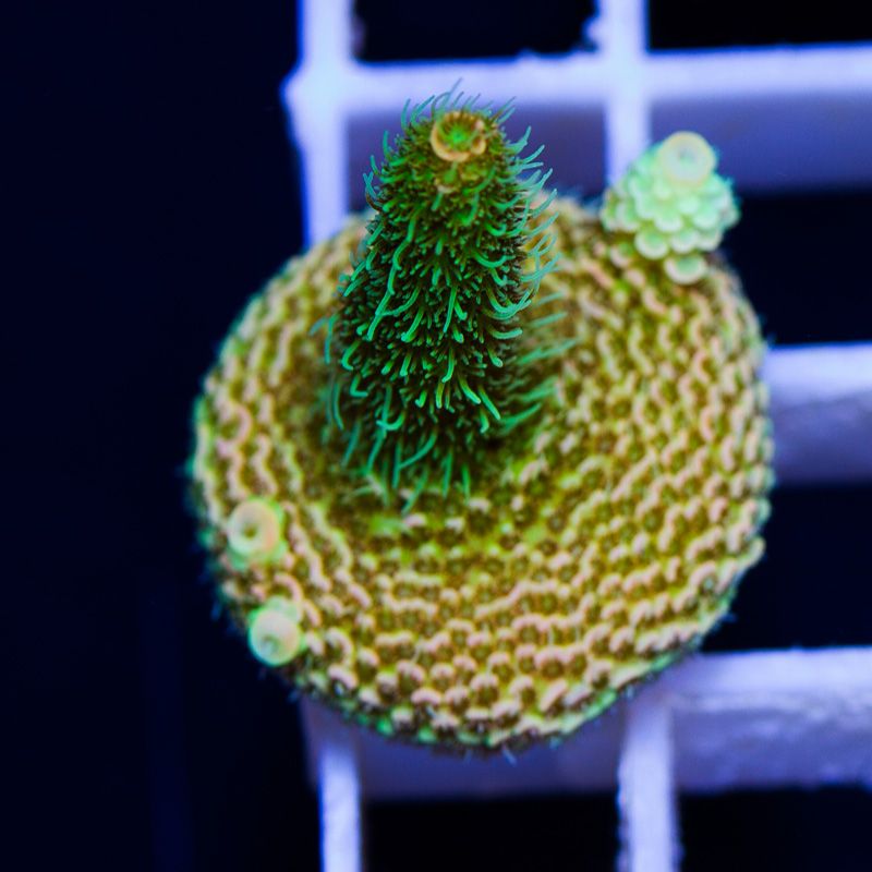 newcorals685b - Massive CC Acro Update! 100+ Frags and Colonies!