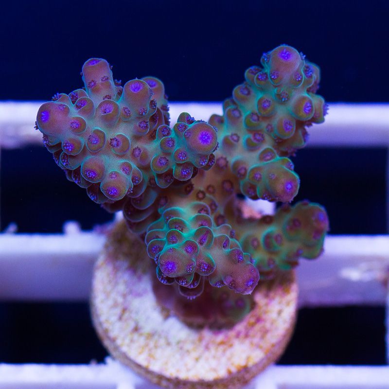 newcorals702b - Massive CC Acro Update! 100+ Frags and Colonies!
