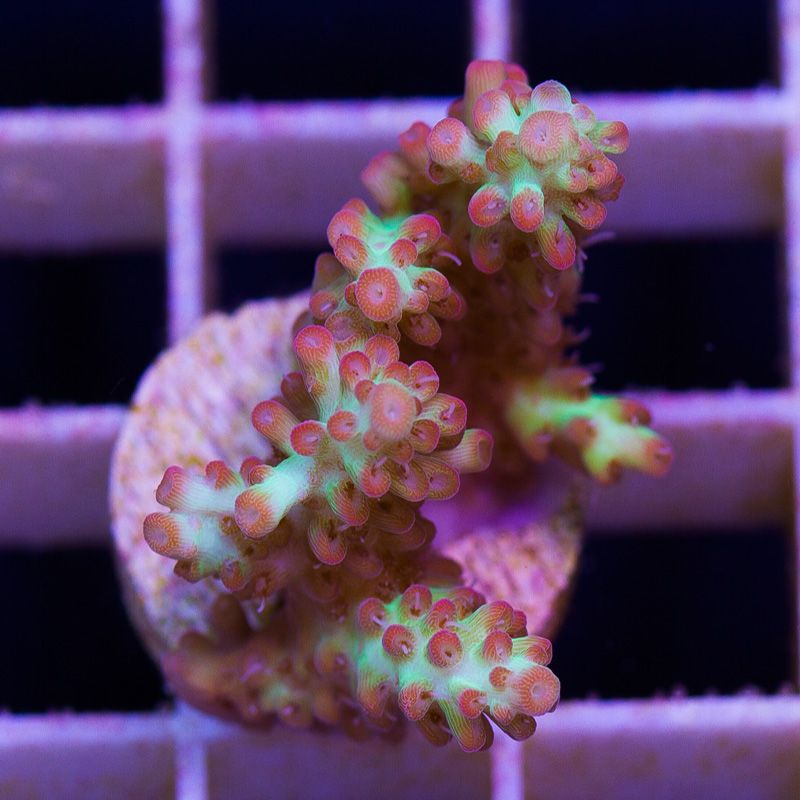 newcorals713b - Massive CC Acro Update! 100+ Frags and Colonies!