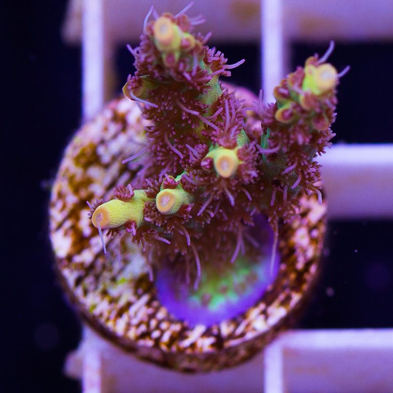 newcorals714b - Massive CC Acro Update! 100+ Frags and Colonies!