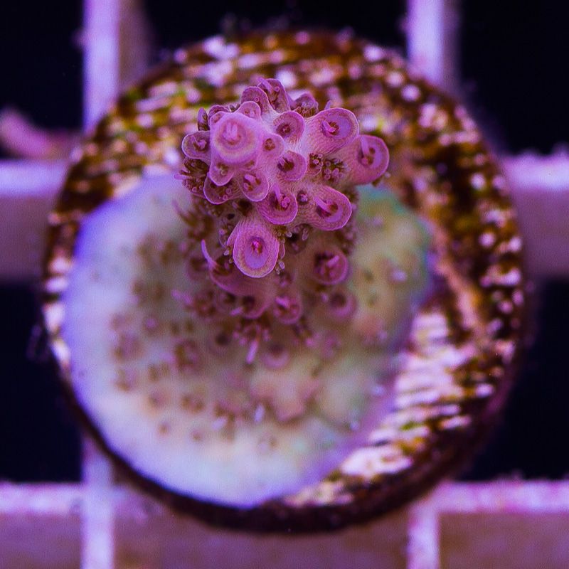 newcorals720b - Massive CC Acro Update! 100+ Frags and Colonies!