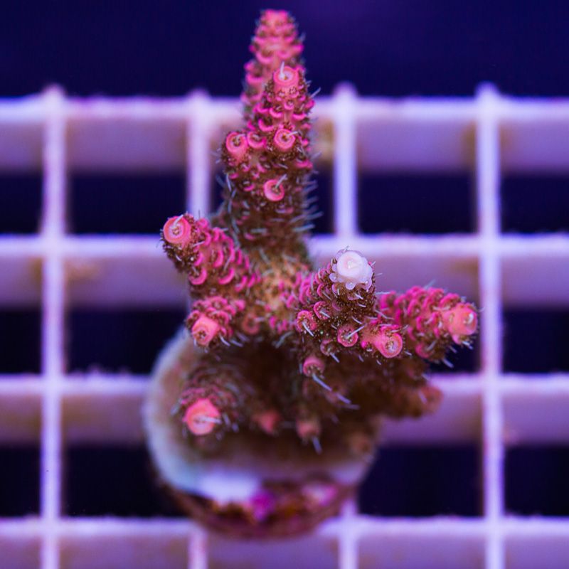 newcorals723b - Massive CC Acro Update! 100+ Frags and Colonies!