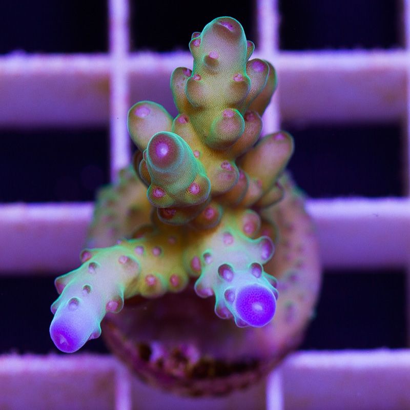 newcorals735b - Massive CC Acro Update! 100+ Frags and Colonies!