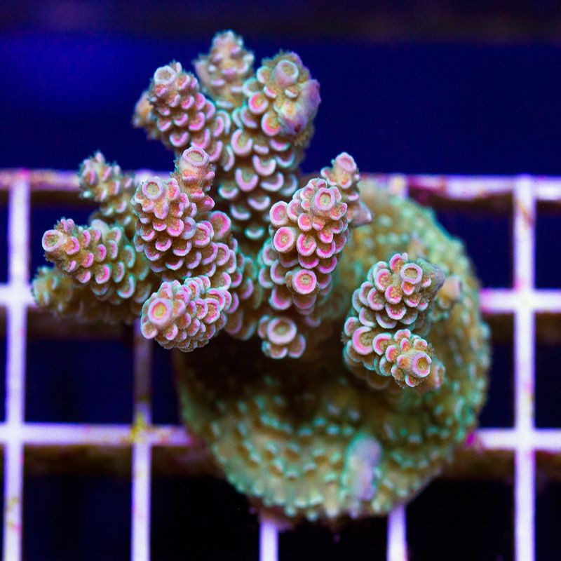 newsticks121original - Cherry Corals WYSIWYG Stick UpDate!