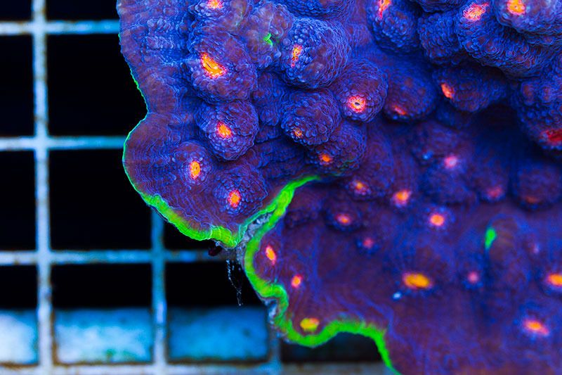 ultrachallice104 - Did you know you can visit cherry corals?