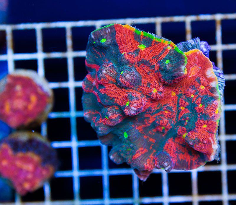 ultrachallice121 - Did you know you can visit cherry corals?