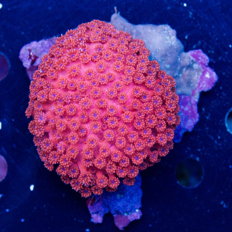 update114b - Cherry Corals Mini Update!