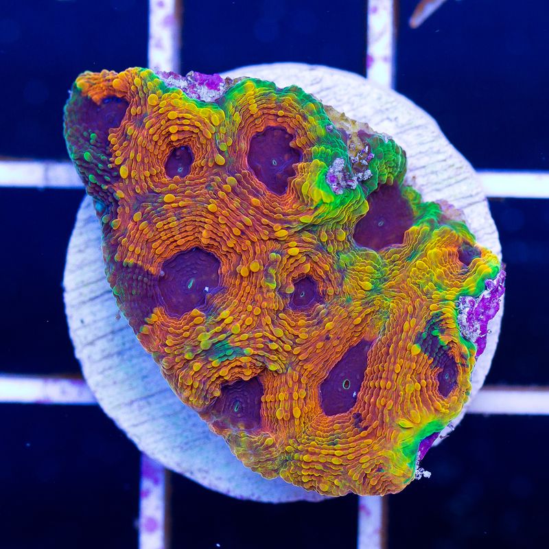 update124b - Cherry Corals Mini Update!