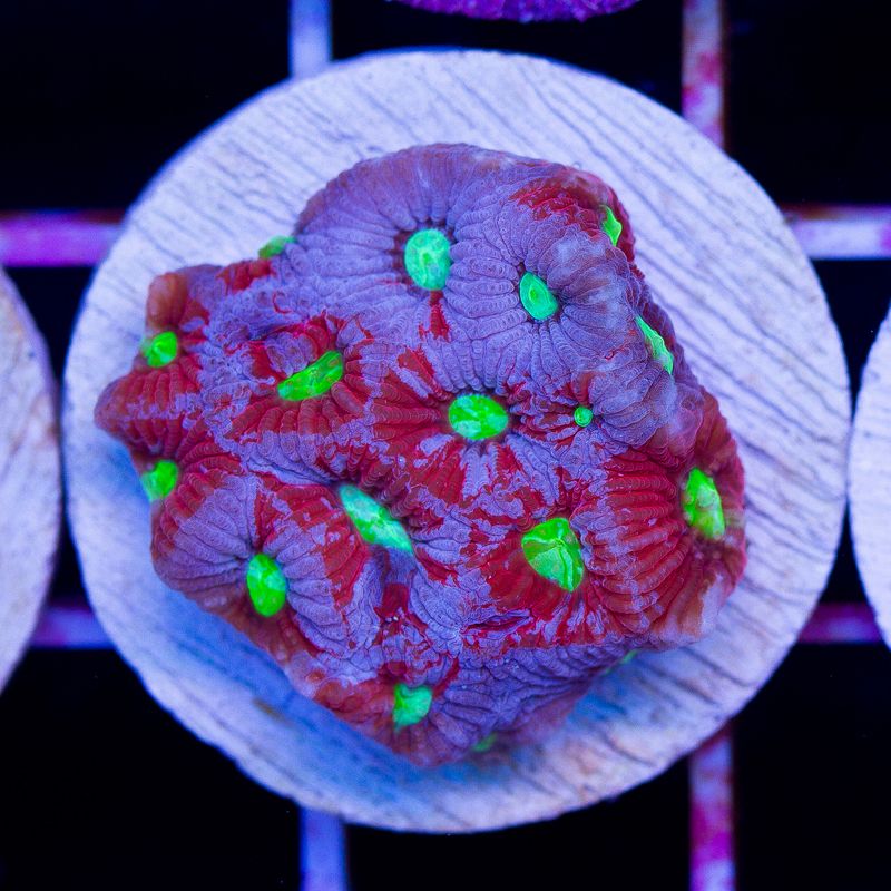 update128b - Cherry Corals Mini Update!