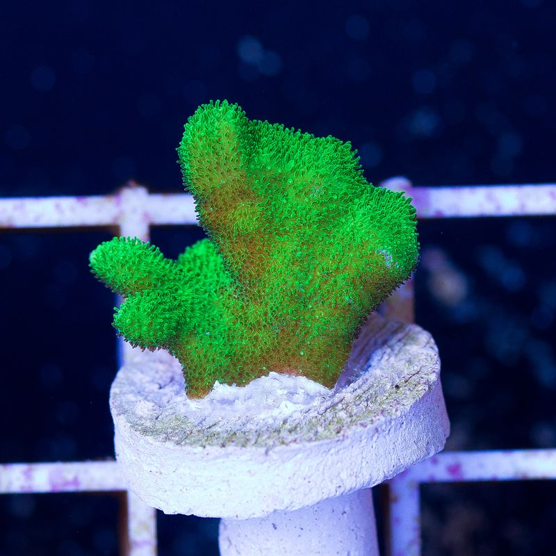 update133b - Cherry Corals Mini Update!