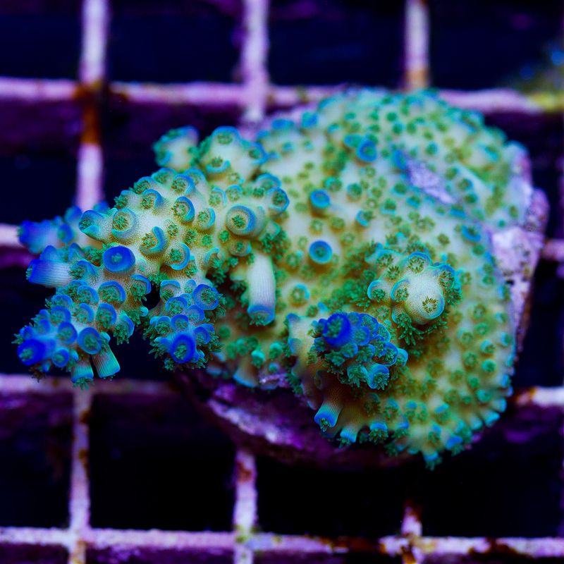 update136b - Cherry Corals Mini Update!