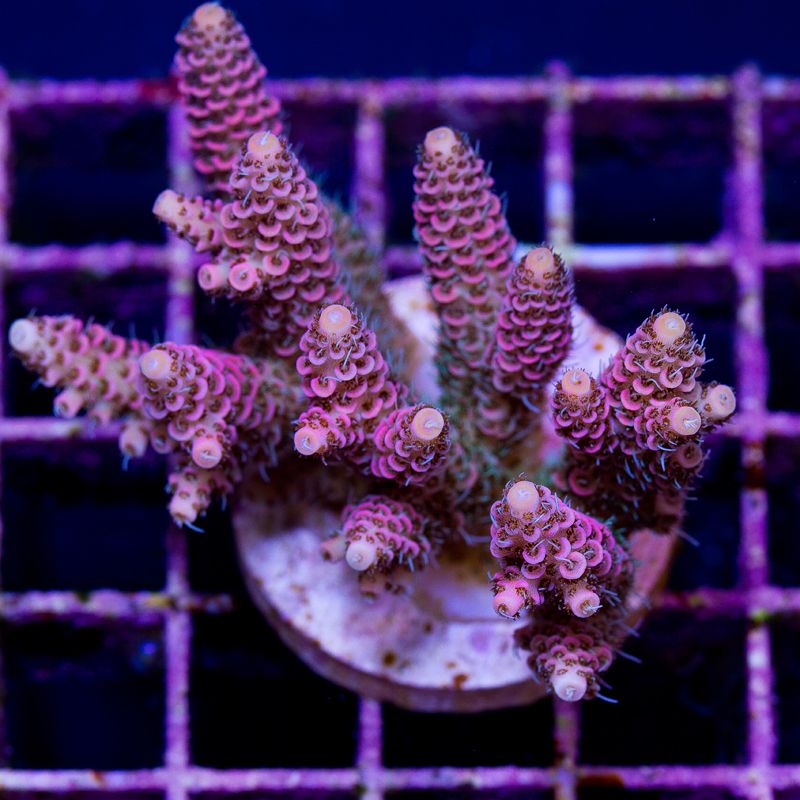 update137b - Cherry Corals Mini Update!