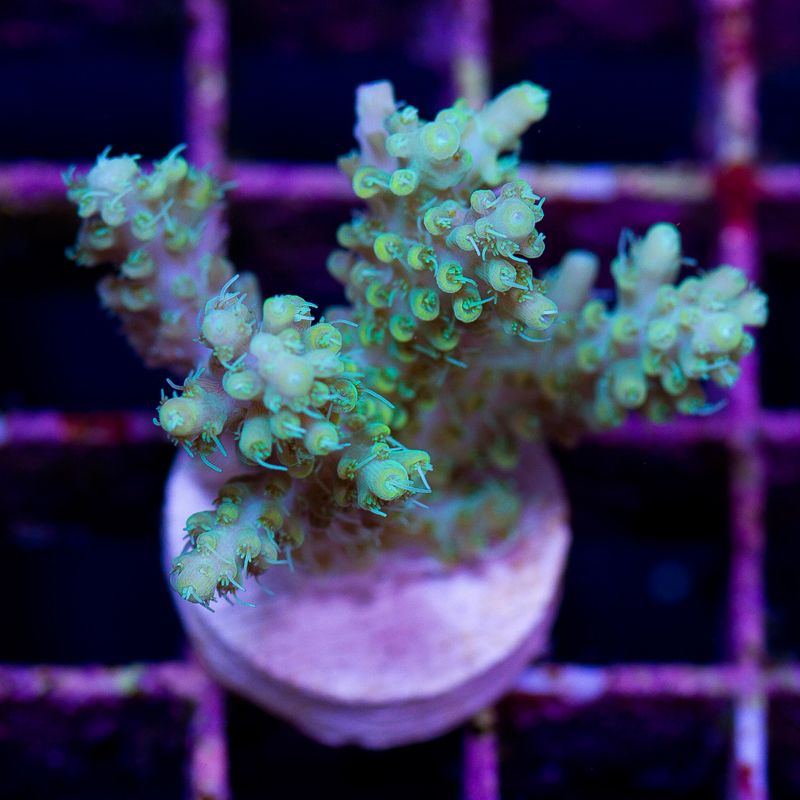 update138b - Cherry Corals Mini Update!