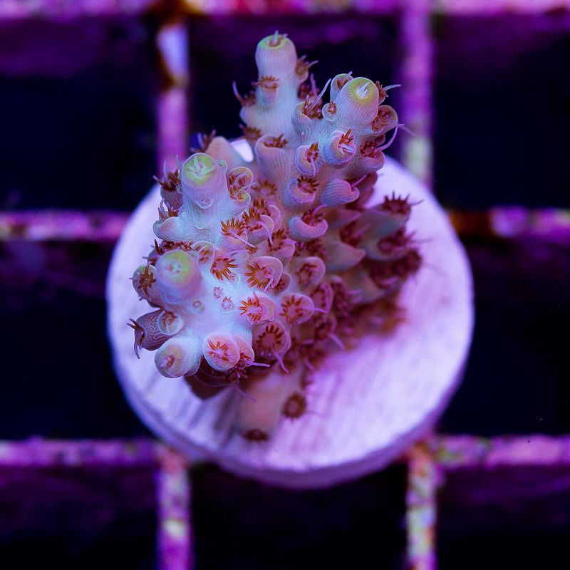 update142b - Cherry Corals Mini Update!