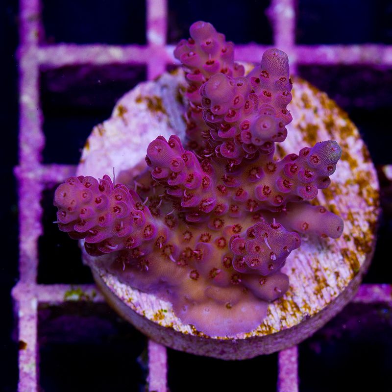 update145b - Cherry Corals Mini Update!