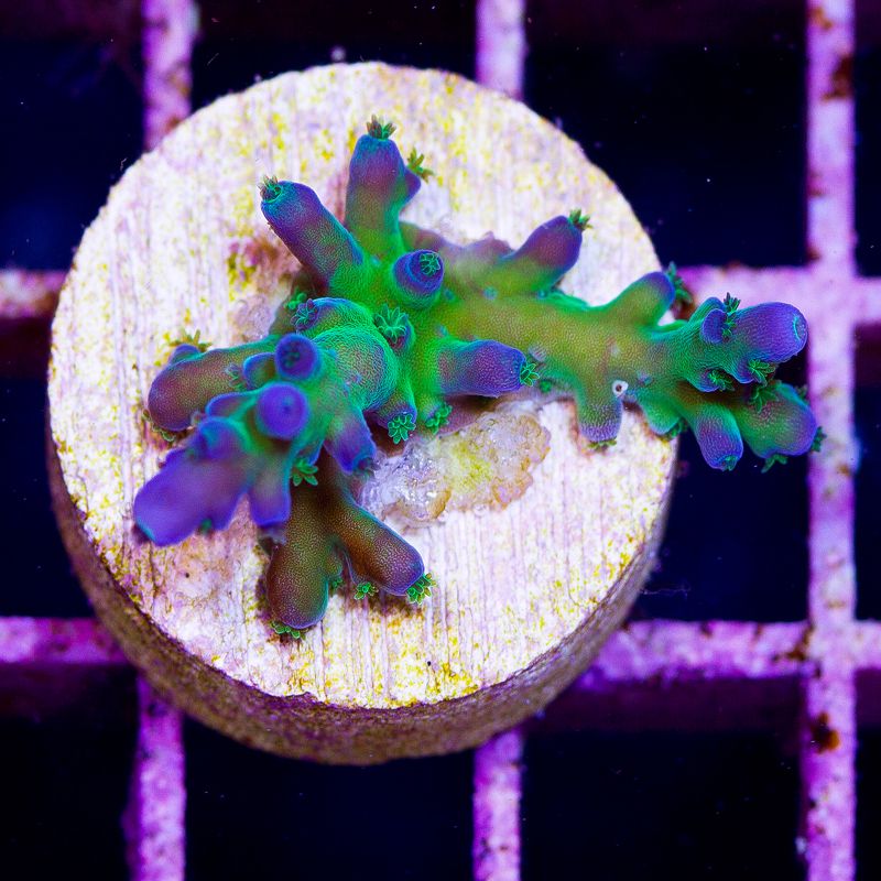update151b - Cherry Corals Mini Update!