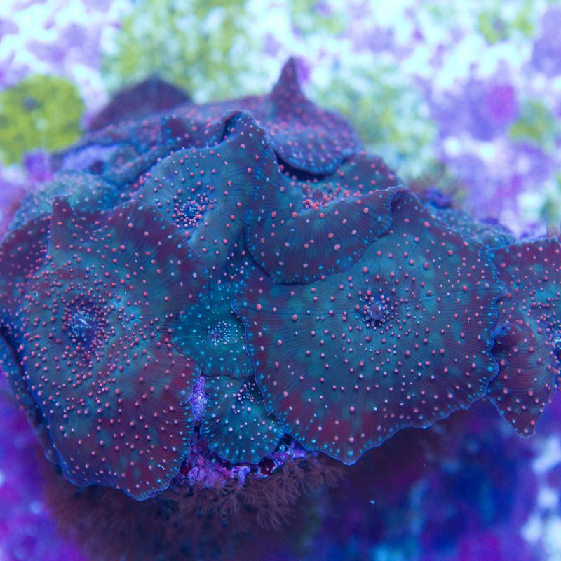 update165 - Whips and Shrooms from Cherry Corals!