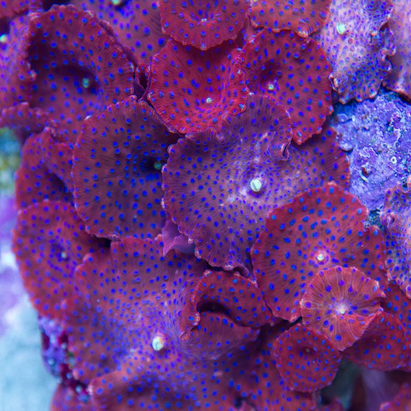 update167 - Whips and Shrooms from Cherry Corals!