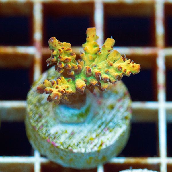 NEW148original - Cherry Corals Random Update!