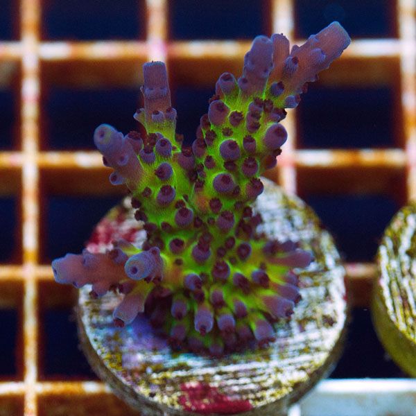 NEW150original - Cherry Corals Random Update!