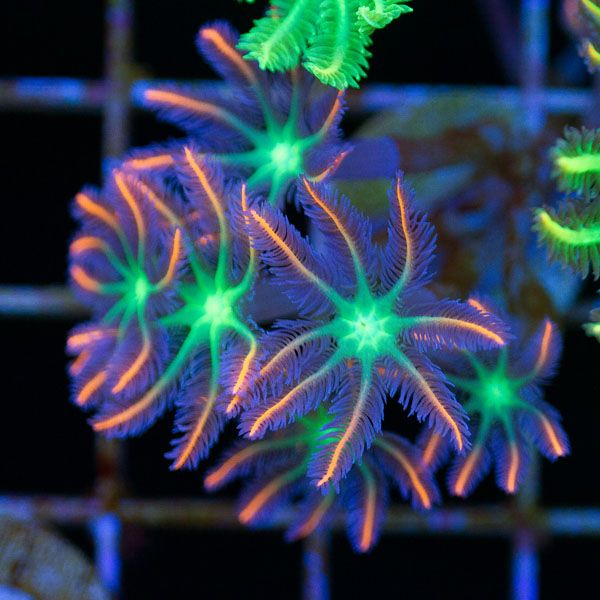 NEW155original - Cherry Corals Random Update!