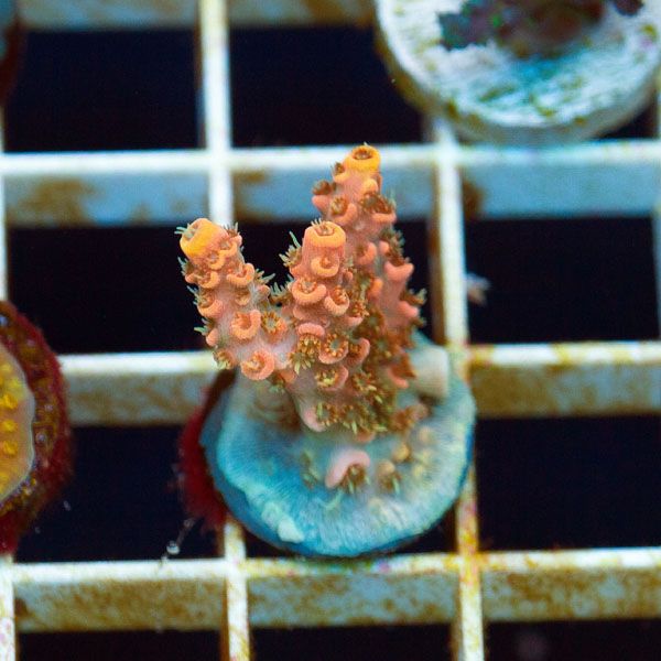 OBX2017905 - Happy 4th of July from Cherry Corals! 20% off all corals!