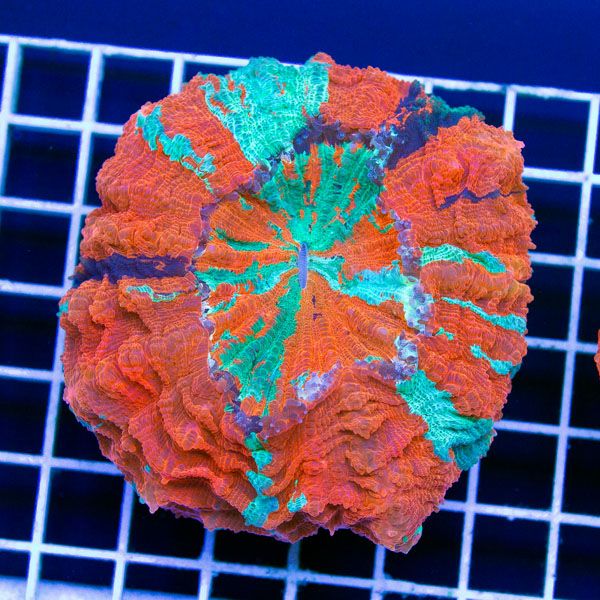 OBX2017914 - Happy 4th of July from Cherry Corals! 20% off all corals!