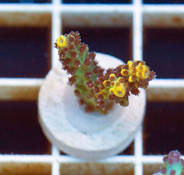 new1837original - Cherry Corals SPS Update!