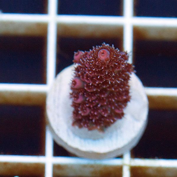 new1841original - Cherry Corals SPS Update!