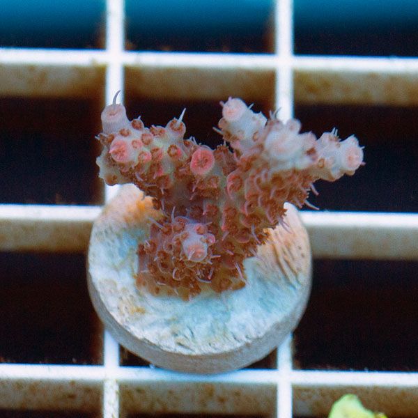 new1843original - Cherry Corals SPS Update!