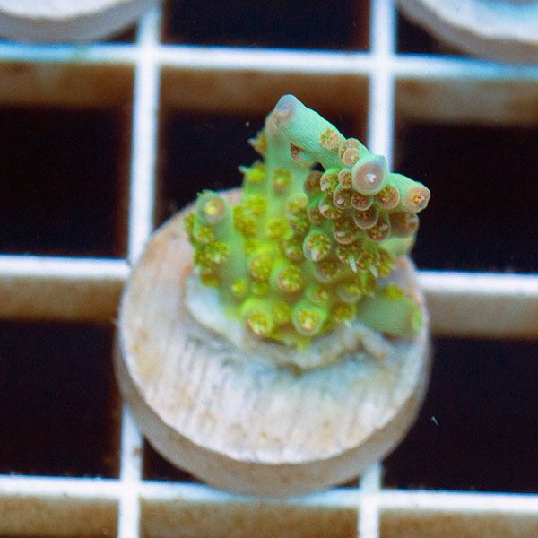 new1844original - Cherry Corals SPS Update!