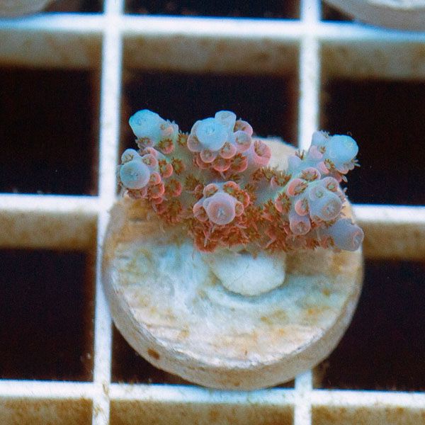 new1847original - Cherry Corals SPS Update!