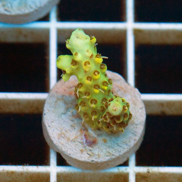 new1848original - Cherry Corals SPS Update!