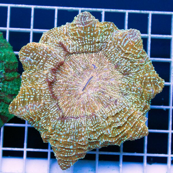 new1856original - These Acanthophyllia deserve their own Thread!
