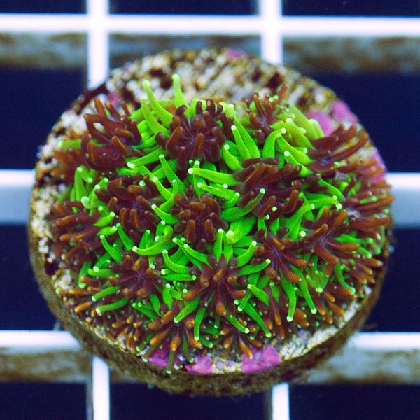 polyp1550original - Cherry Corals Mini Update