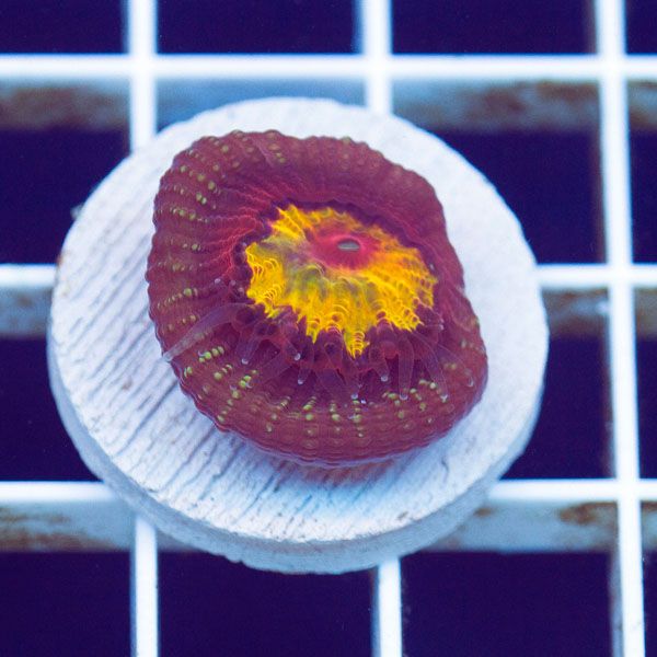 polyp1552original - Cherry Corals Mini Update