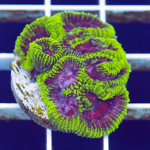 polyp1553original - Cherry Corals Mini Update