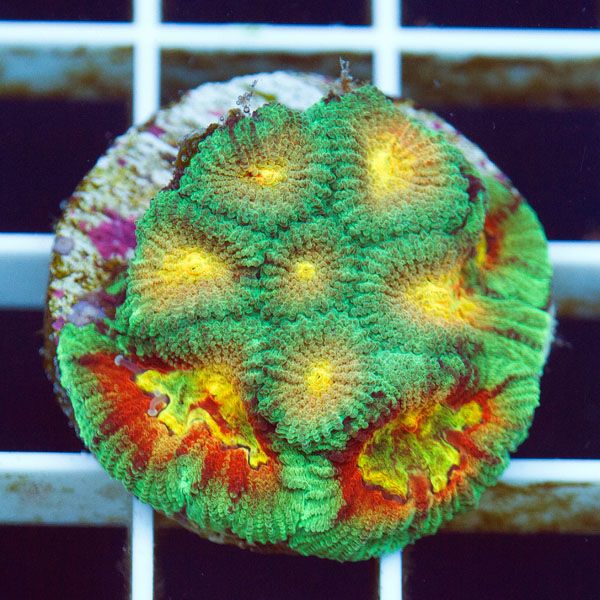 polyp1554original - Cherry Corals Mini Update