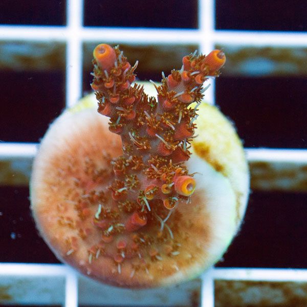 polyp1556original - Cherry Corals Mini Update