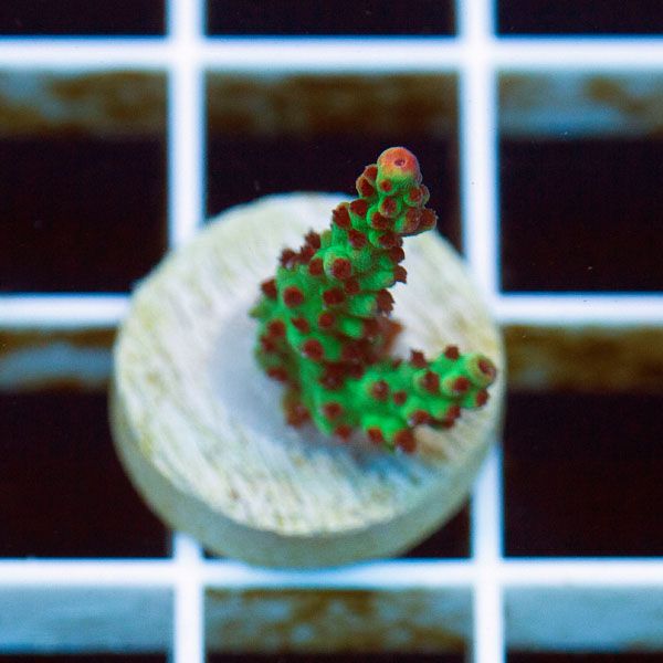 polyp1558original - Cherry Corals Mini Update
