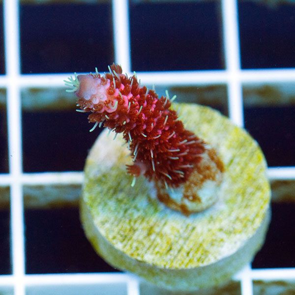 polyp1561original - Cherry Corals Mini Update