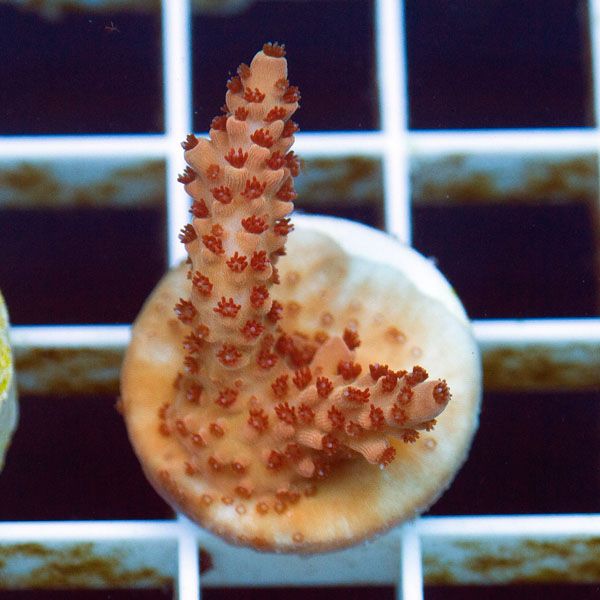 polyp1562original - Cherry Corals Mini Update